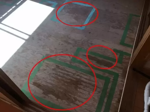 ペット臭の除去風景