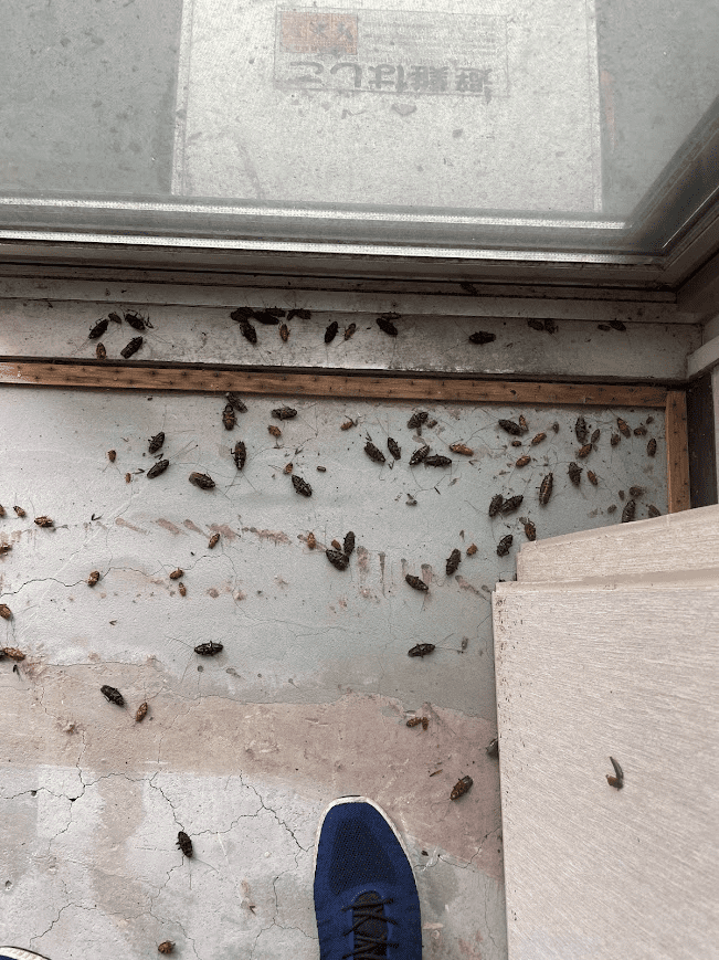 ゴキブリ対策のための部屋片付け