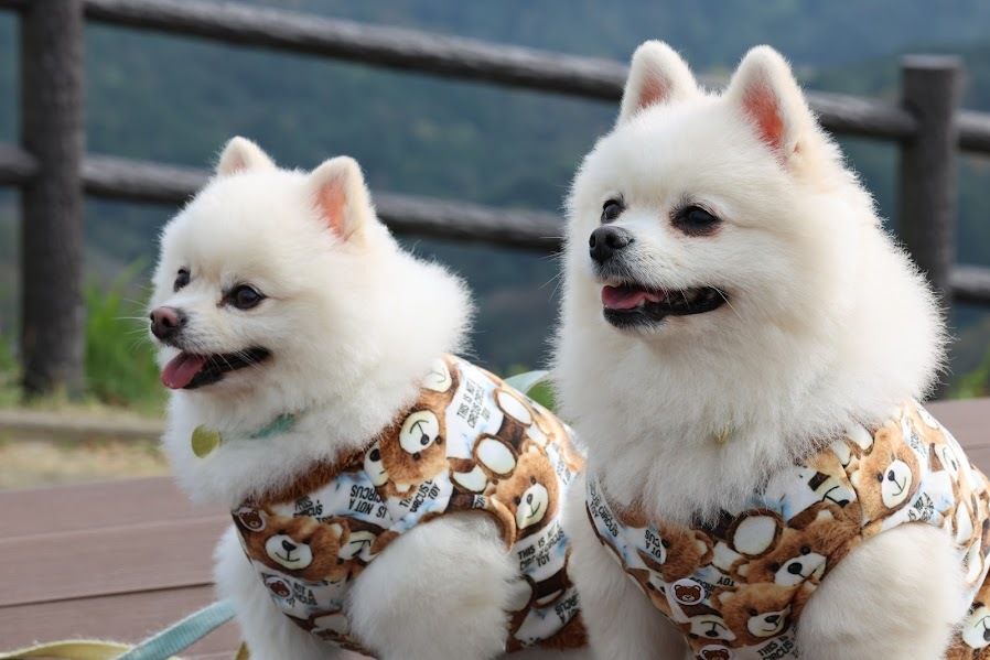 ポメラニアンの定春と新八
