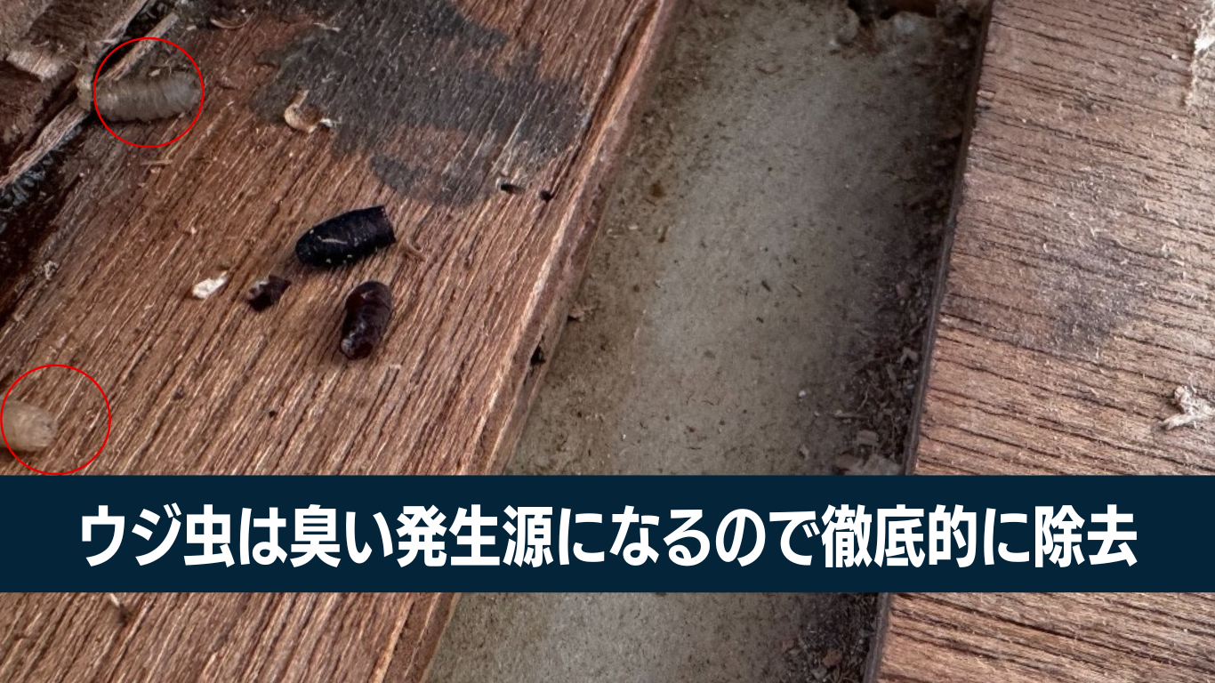 ウジ虫の生命力